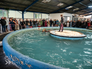 WG031025-29 - Golden De Coeur swimming